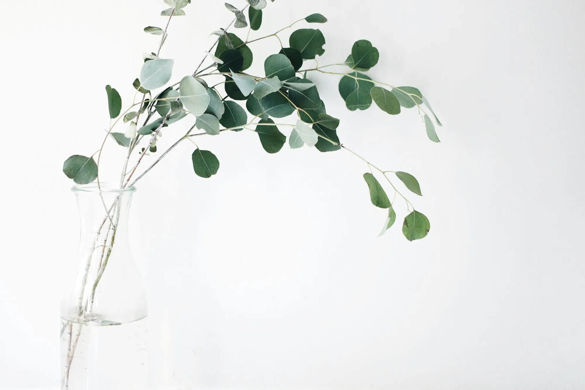 Eucalyptus branch in a glass vase on a light background