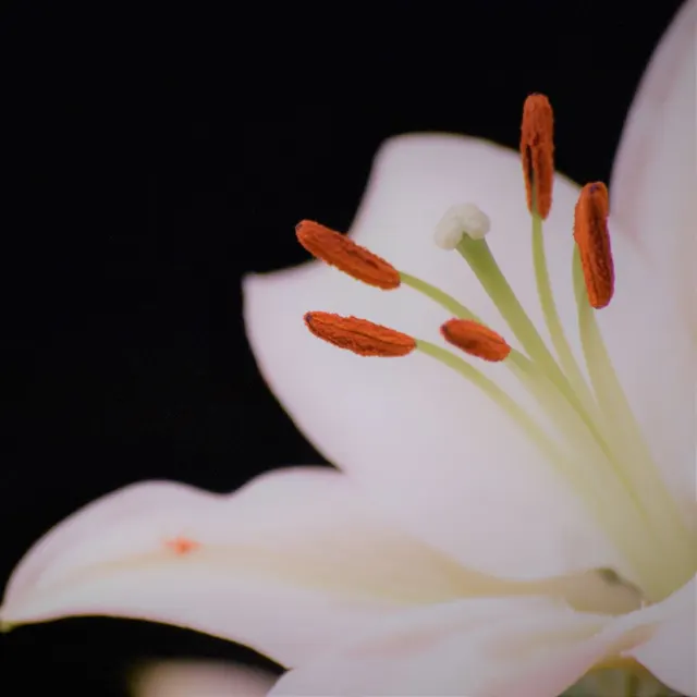 A white lily, a symbol of peace