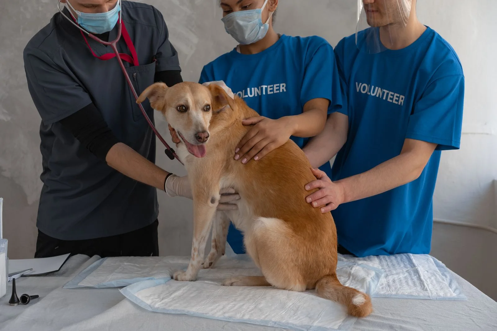 Vets carefully examining a dog at the clinic