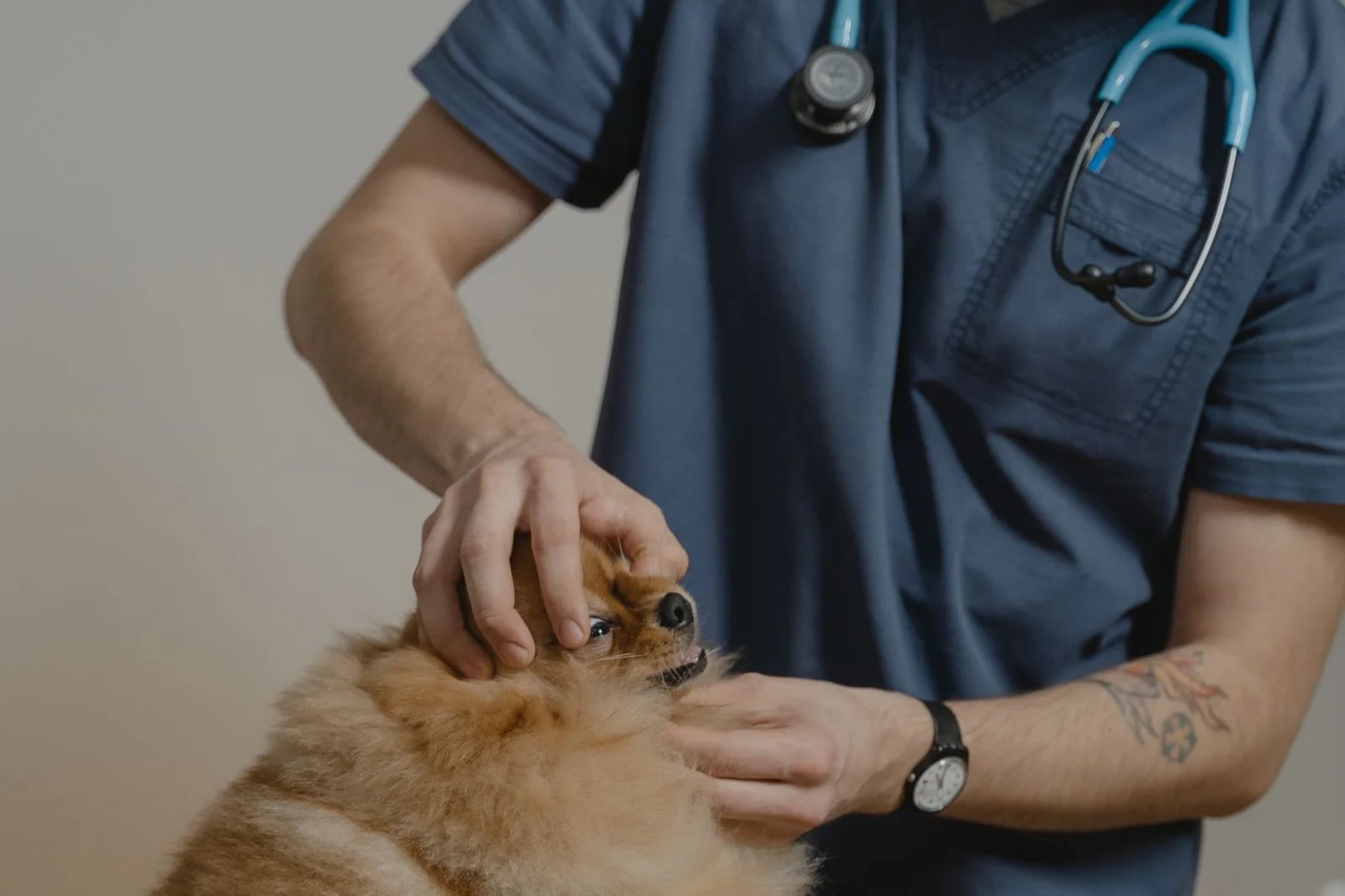 The diagnostic room of a modern veterinary clinic