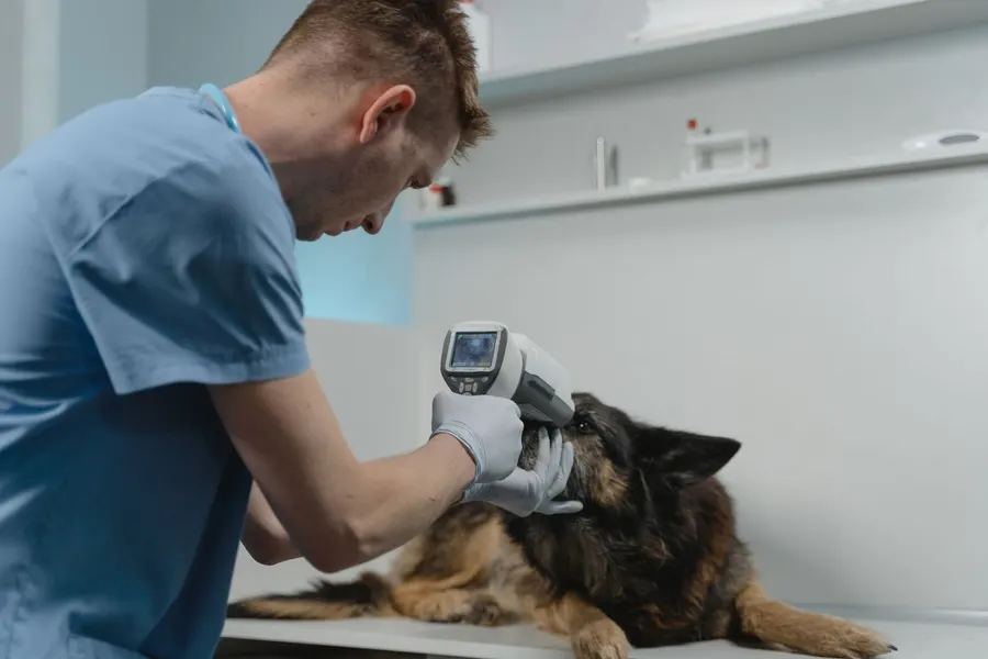 Senior pet care
