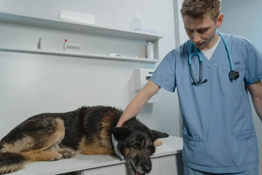 A veterinary clinic website with online appointment booking, services for cats and dogs and clear 24h emergency information